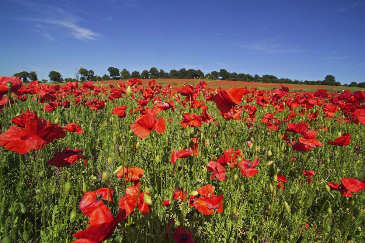 Remembrance Day Message From IVP Tom Reid