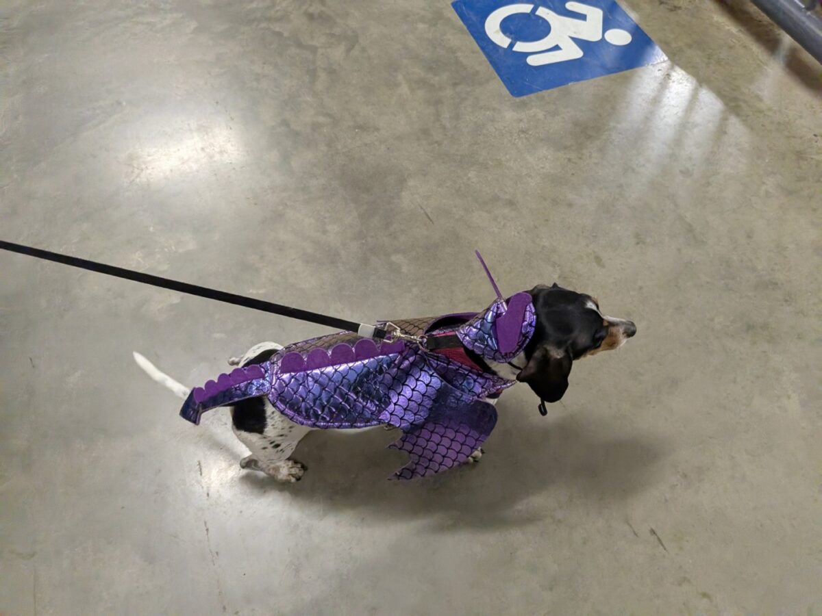 pxl 20260208 024847092.mp (custom)